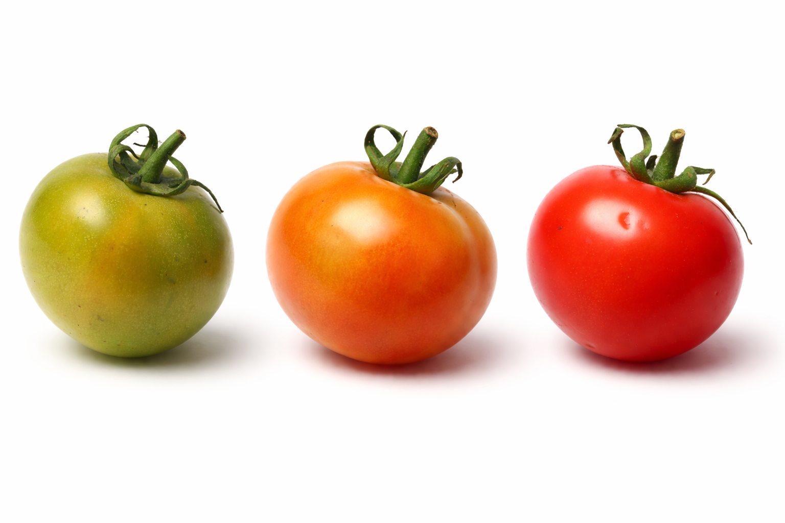 Fresh Tomatoes